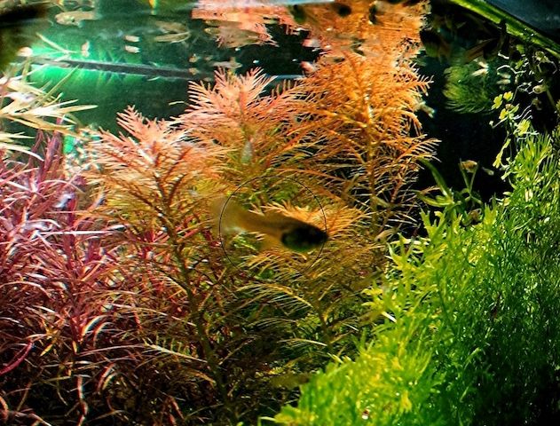 Amerikanisches Kammblatt,  Aquarienpflanze, Versand/ Abholung