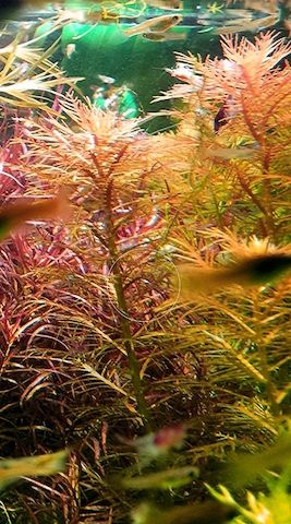 Amerikanisches Kammblatt,  Aquarienpflanze, Versand/ Abholung