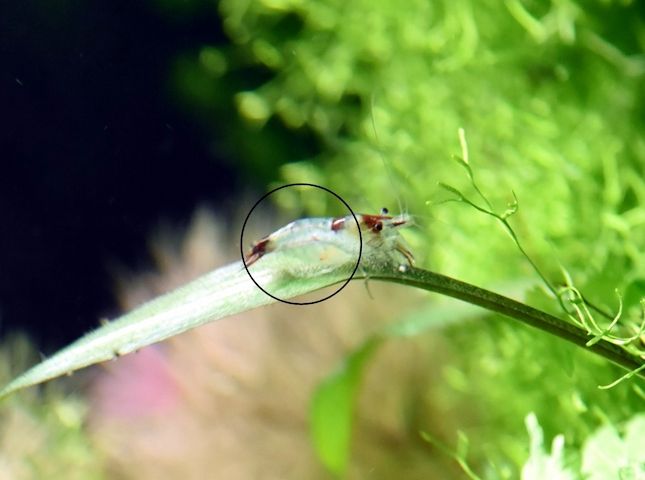 Red Rili Garnele, Zwerggarnele (ab 1,70€) (Versand/ Abholung)