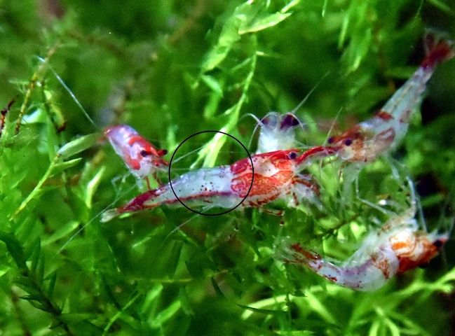 Red Rili Garnele, Zwerggarnele (ab 1,70€) (Versand/ Abholung)
