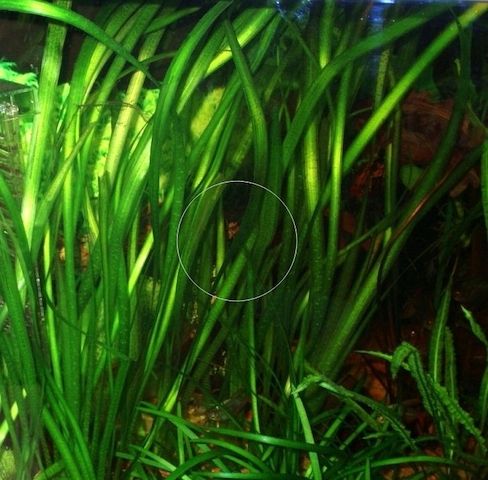 Wasserschraube, Valisneria, Wasserpflanze, Versand, Abholung