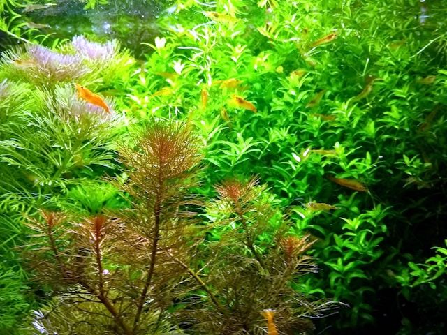 Zierliches Perlenkraut, Aquarienpflanze, Versand/ Abholung