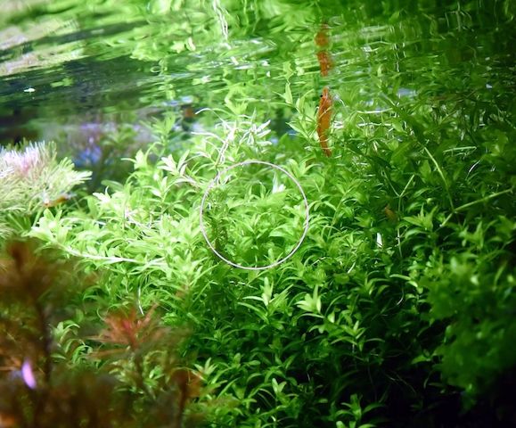 Zierliches Perlenkraut, Aquarienpflanze, Versand/ Abholung