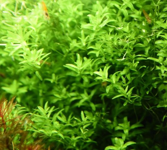 Zierliches Perlenkraut, Aquarienpflanze, Versand/ Abholung