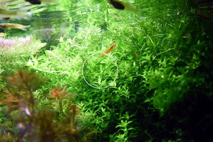 Zierliches Perlenkraut, Aquarienpflanze, Versand/ Abholung