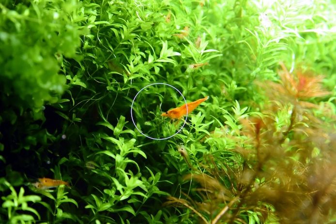Zierliches Perlenkraut, Aquarienpflanze, Versand/ Abholung