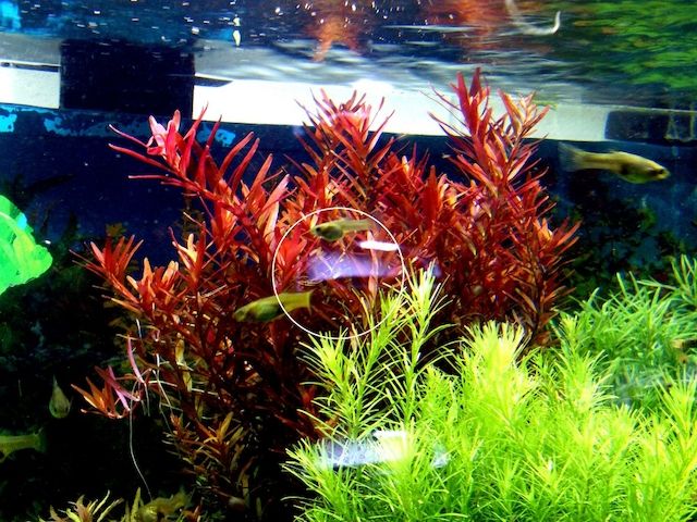 Rotala  „Singapore Blood Red“ (Versand/ Abholung)