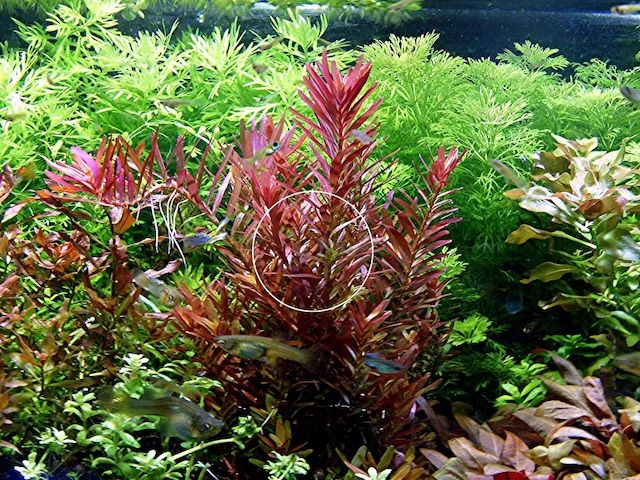 Rotala  „Singapore Blood Red“ (Versand/ Abholung)