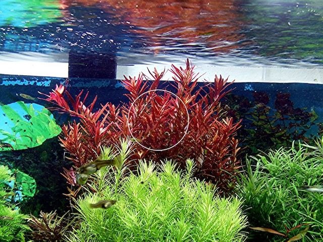 Rotala  „Singapore Blood Red“ (Versand/ Abholung)