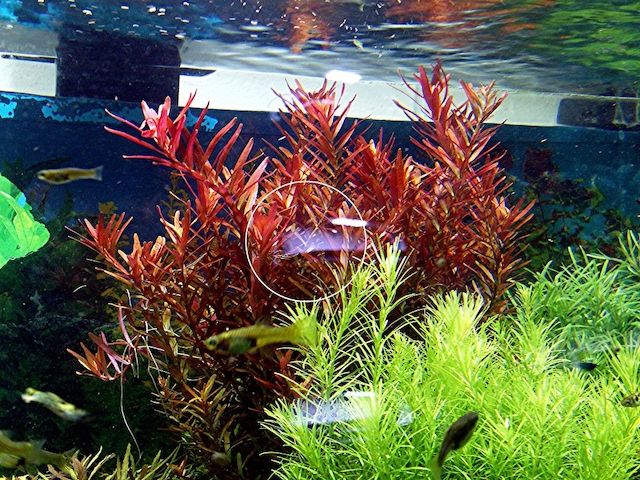 Rotala  „Singapore Blood Red“ (Versand/ Abholung)