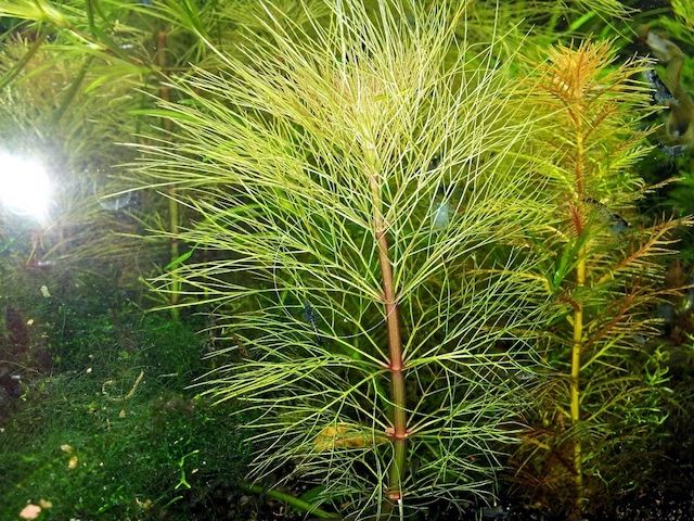 Austr. Sumpffreund (Browns), Aquariumpflanze, Versand/ Abholung