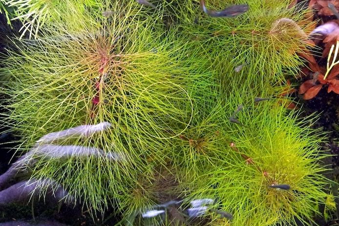 Austr. Sumpffreund (Browns), Aquariumpflanze, Versand/ Abholung