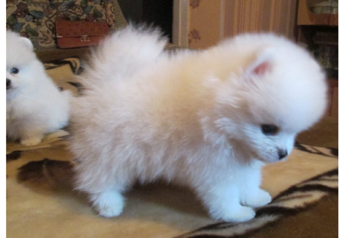 Pomeranian Zwergspitz Welpen