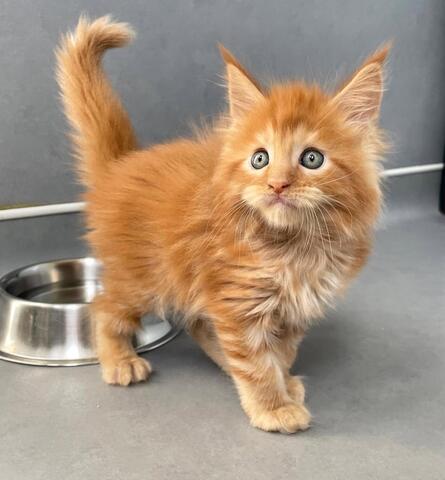 Maine Coon Kätzchen zur Adoption