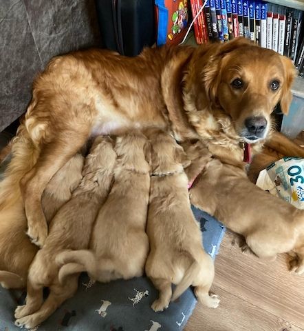 Zwei Golden Retriever-Welpen zu verkaufen