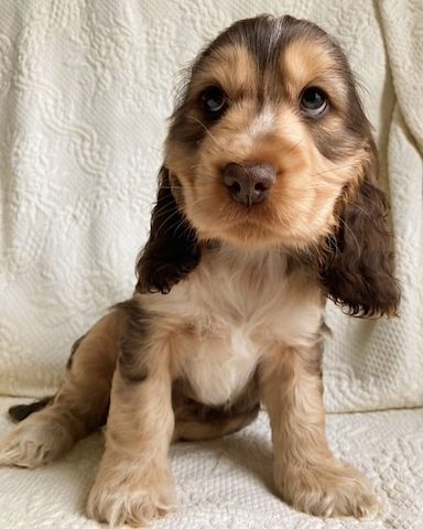 Cocker Spaniel Welpen zu verkaufen