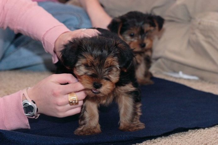 Yorkie welpen