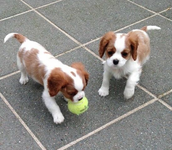 Cavalier King Charles Spaniel welpen