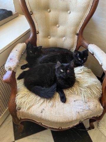 Maine Coon Black-Black - Reinrassig
