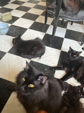 Maine Coon Black-Black - Reinrassig