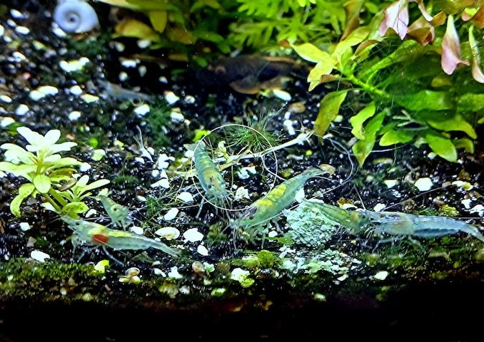 Blue Jelly, Zwerggarnele, reinerbig (ab 1,70€) (Versand/ Abholung)