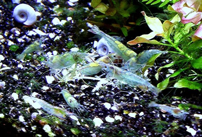 Blue Jelly, Zwerggarnele, reinerbig (ab 1,70€) (Versand/ Abholung)