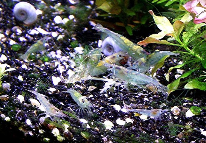 Blue Jelly, Zwerggarnele, reinerbig (ab 1,70€) (Versand/ Abholung)