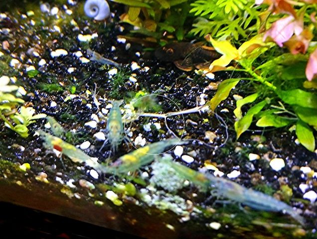 Blue Jelly, Zwerggarnele, reinerbig (ab 1,70€) (Versand/ Abholung)