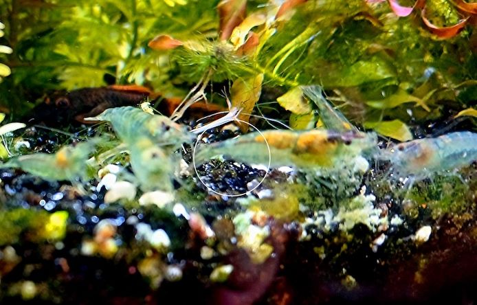Blue Jelly, Zwerggarnele, reinerbig (ab 1,70€) (Versand/ Abholung)