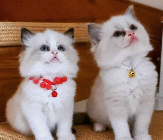 Ragdoll-Kätzchen