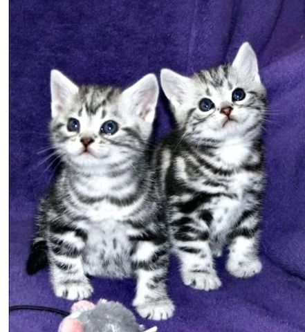 BKH Katzen