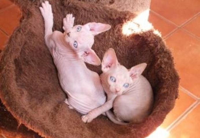 Sphynx Kitten Elf Tasthaare