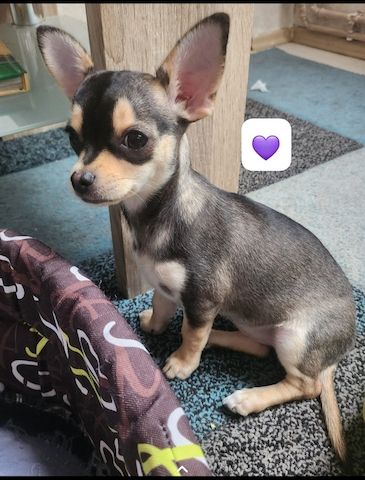Chihuahua welpen