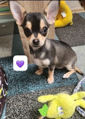 Chihuahua welpen