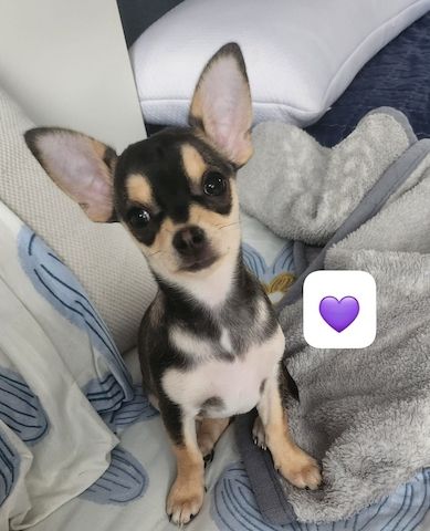 Chihuahua welpen