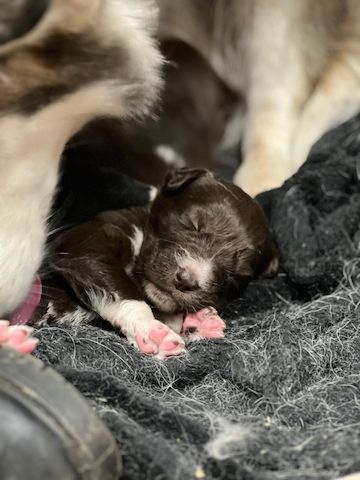 Husky Münsterländer mix