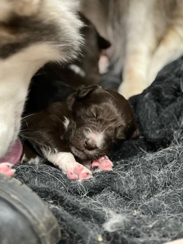 Husky Münsterländer mix