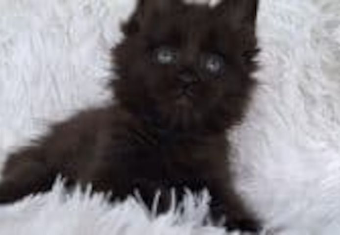 Hansom Maine Coon Martin zu verkaufen