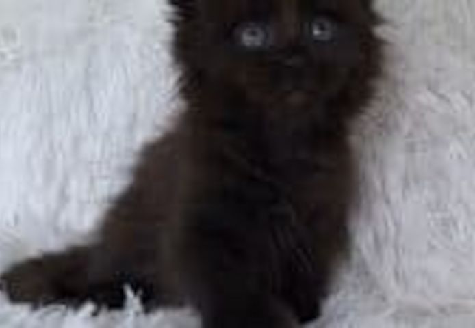 Hansom Maine Coon Martin zu verkaufen