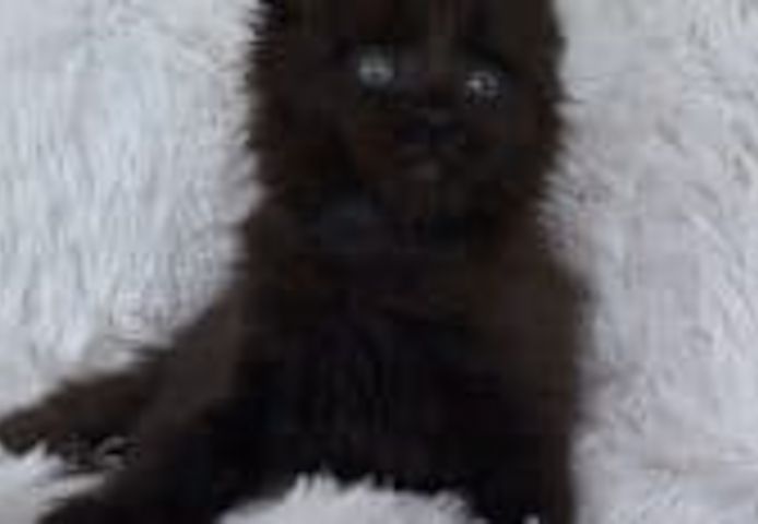 Hansom Maine Coon Martin zu verkaufen