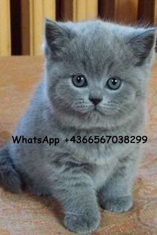 Reinrassige BKH-Kitten Britisch Kurzhaar Kätzchen