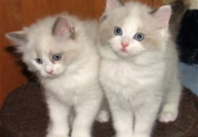 Ragdoll-Kätzchen 