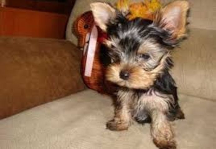 Yorkie Welpen verfügbar
