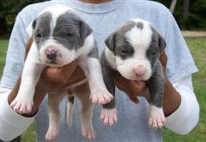 Pitbull-Welpen bereit
