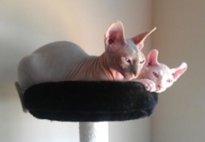 Sphynx-Kätzchen, männlich und weiblich verfügbar