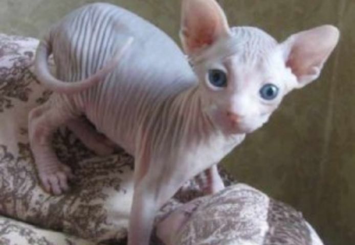 Sphynx-Kätzchen, männlich und weiblich verfügbar