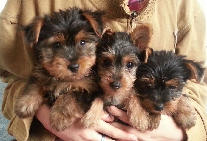 Yorkshire Terrier 12 Wochen mit Papieren