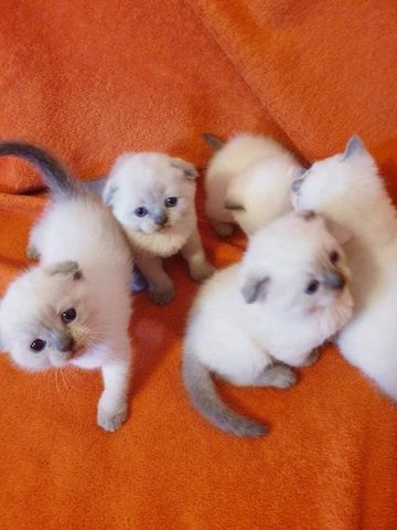 Ragdoll-Kätzchen,.