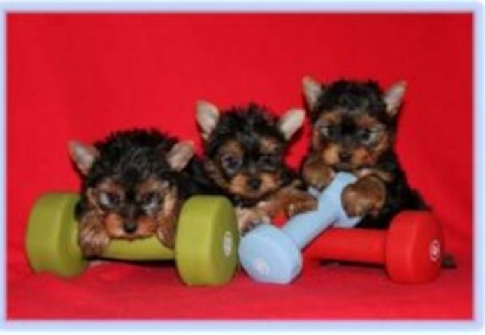 Hübsche Yorkie-Welpen