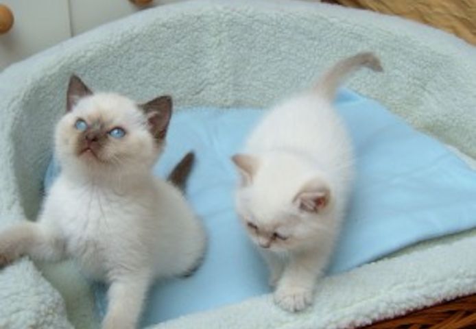 Reinrassige Ragdoll-Kätzchen